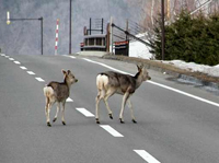 国道上を歩くエゾ鹿